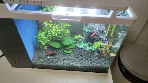 魚缸生態(tài)揭秘魚缸生態(tài)揭秘魚缸白絮狀物處理方法：如何處理魚缸白絮狀物