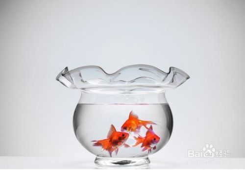 金龍魚身上長白點是什么原因：金龍魚身上長白點可能是由多種原因引起的 金龍魚身上長白點是什么原因：金龍魚身上長白點可能是由多種原因引起的 龍魚百科 第2張