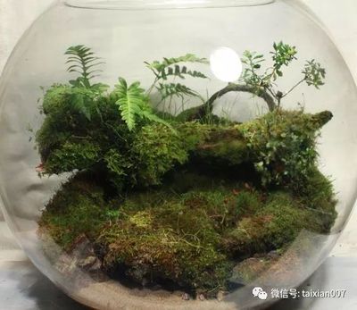世界頂級魚缸造景視頻：世界頂級魚缸造景視頻詳情世界頂級魚缸造景視頻詳情