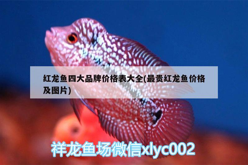 紅龍魚四大品牌價格表大全(最貴紅龍魚價格及圖片)