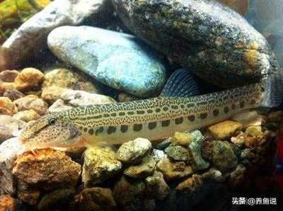 觀賞生態(tài)魚缸推薦(生態(tài)魚缸與其他觀賞魚缸的區(qū)別) 魚缸百科 第3張 觀賞生態(tài)魚缸推薦(生態(tài)魚缸與其他觀賞魚缸的區(qū)別) 觀賞生態(tài)魚缸推薦(生態(tài)魚缸與其他觀賞魚缸的區(qū)別) 魚缸百科 第3張