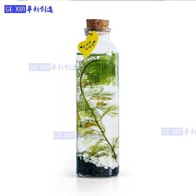 觀賞生態(tài)魚缸推薦(生態(tài)魚缸與其他觀賞魚缸的區(qū)別) 魚缸百科 第1張 觀賞生態(tài)魚缸推薦(生態(tài)魚缸與其他觀賞魚缸的區(qū)別) 觀賞生態(tài)魚缸推薦(生態(tài)魚缸與其他觀賞魚缸的區(qū)別) 魚缸百科 第1張