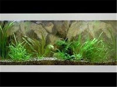 觀賞生態(tài)魚缸推薦（生態(tài)魚缸與其他觀賞魚缸的區(qū)別） 觀賞生態(tài)魚缸推薦（生態(tài)魚缸與其他觀賞魚缸的區(qū)別） 魚缸百科 第2張