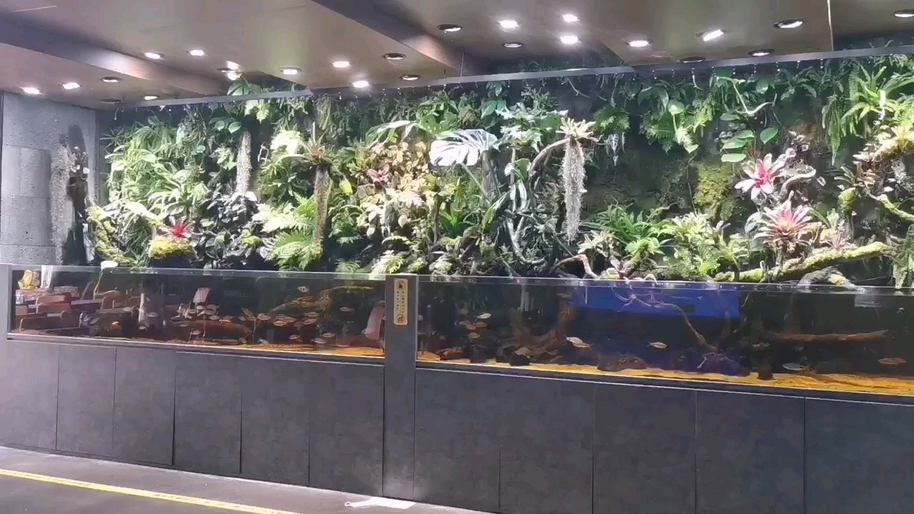 周末逛深圳最大的水族萌寵店