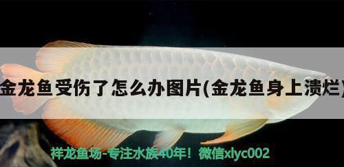 龍魚被打傷怎么治療好呢：龍魚受傷怎么辦