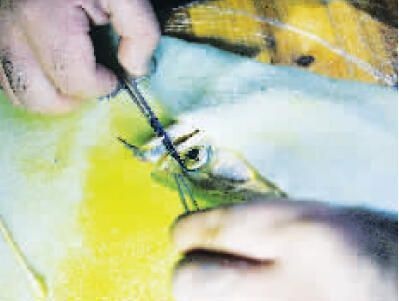 龍魚被打傷怎么治療好呢：龍魚受傷怎么辦