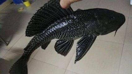 購買魚缸時，您可以考慮以下幾個地點：廣州魚缸定制市場：如何選擇合適的魚缸材質