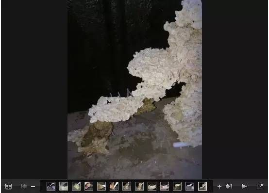 海豚魚缸迷你造景教程：如何為海豚魚缸創建一個迷你人造生態