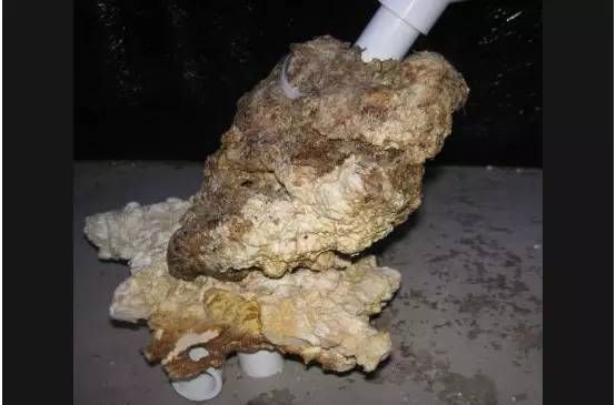 海豚魚缸迷你造景教程：如何為海豚魚缸創建一個迷你人造生態
