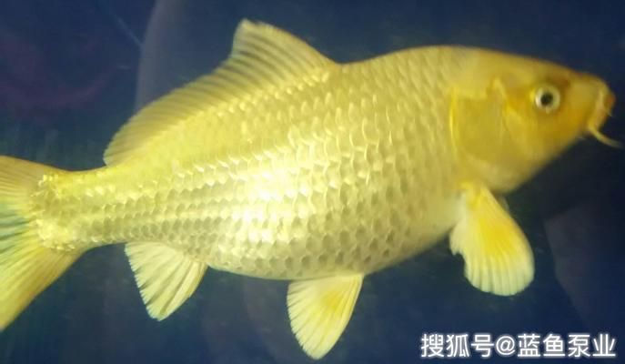 魚缸vc的使用方法：維生素c在魚缸中的應用