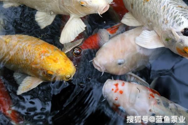 魚缸vc的使用方法：維生素c在魚缸中的應用