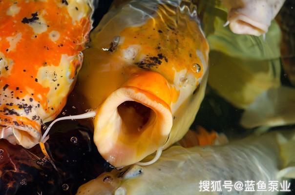 魚缸vc的使用方法：維生素c在魚缸中的應用