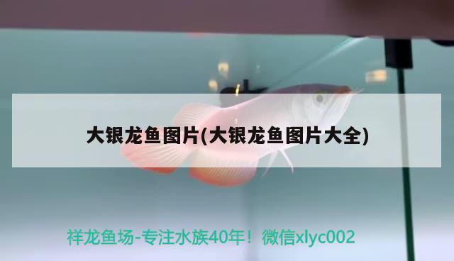 武漢市江岸區(qū)程紅章美術(shù)用品店（武漢程紅兵）