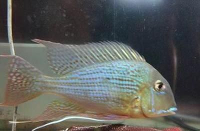 觀賞魚缸水渾濁的原因是由以下幾個原因造成的：養魚老道的飼養秘籍 觀賞魚缸水渾濁的原因是由以下幾個原因造成的：養魚老道的飼養秘籍 魚缸百科 第3張
