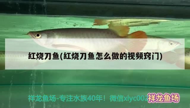 龍魚魚缸哪個品牌好：優質龍魚魚缸品牌