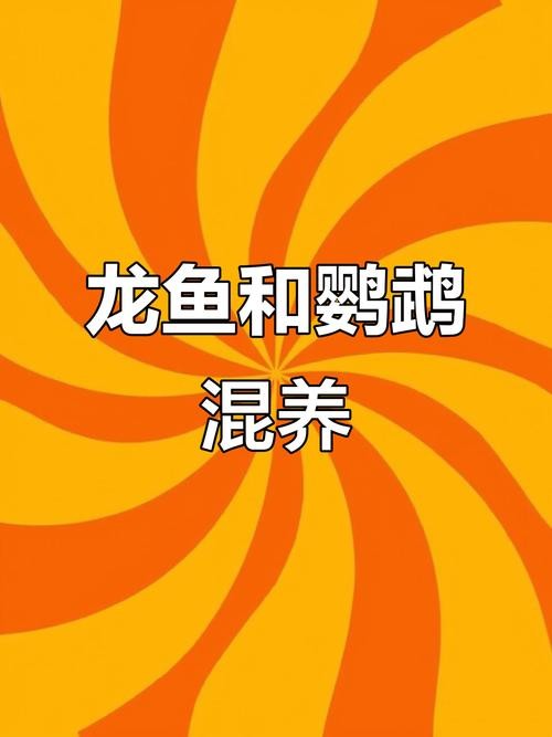 銀龍魚和什么魚混養好看又好養呢