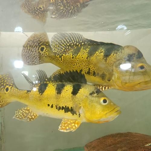 銀龍魚和什么魚混養好看又好養呢