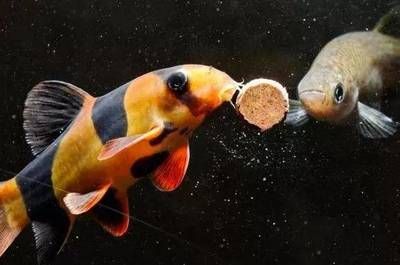 魚缸底下往上冒泡的物品是什么？：魚缸底下往上冒泡怎么辦？