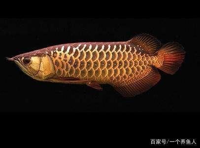 龍魚缸一般多久換一次水比較好呢（龍魚缸換水的頻率不是一成不變的，取決于多個因素，）