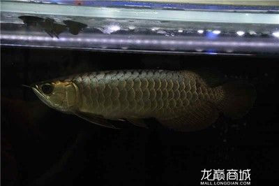 極品藍龍魚價格表：關于極品藍龍魚價格信息，極品藍龍魚價格信息