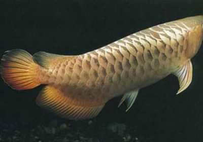 龍魚可以幾天不喂：冬季龍魚喂食注意事項，幼龍魚喂食頻率指南，龍魚營養不良癥狀識別