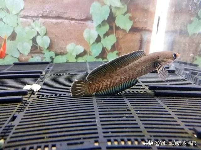 最普通的雷龍魚怎么養(yǎng):養(yǎng)殖雷龍魚需要注意以下幾個方面 龍魚百科 第1張 最普通的雷龍魚怎么養(yǎng):養(yǎng)殖雷龍魚需要注意以下幾個方面 最普通的雷龍魚怎么養(yǎng):養(yǎng)殖雷龍魚需要注意以下幾個方面 龍魚百科 第1張
