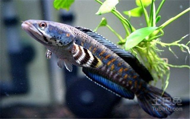 最普通的雷龍魚怎么養(yǎng):養(yǎng)殖雷龍魚需要注意以下幾個方面 龍魚百科 第3張 最普通的雷龍魚怎么養(yǎng):養(yǎng)殖雷龍魚需要注意以下幾個方面 最普通的雷龍魚怎么養(yǎng):養(yǎng)殖雷龍魚需要注意以下幾個方面 龍魚百科 第3張