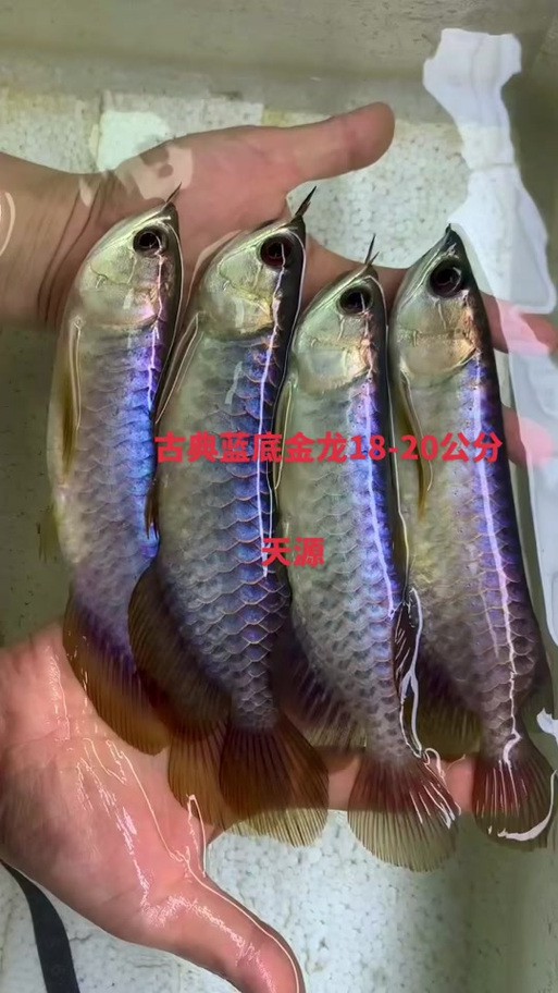 南寧龍魚價格表圖片最新