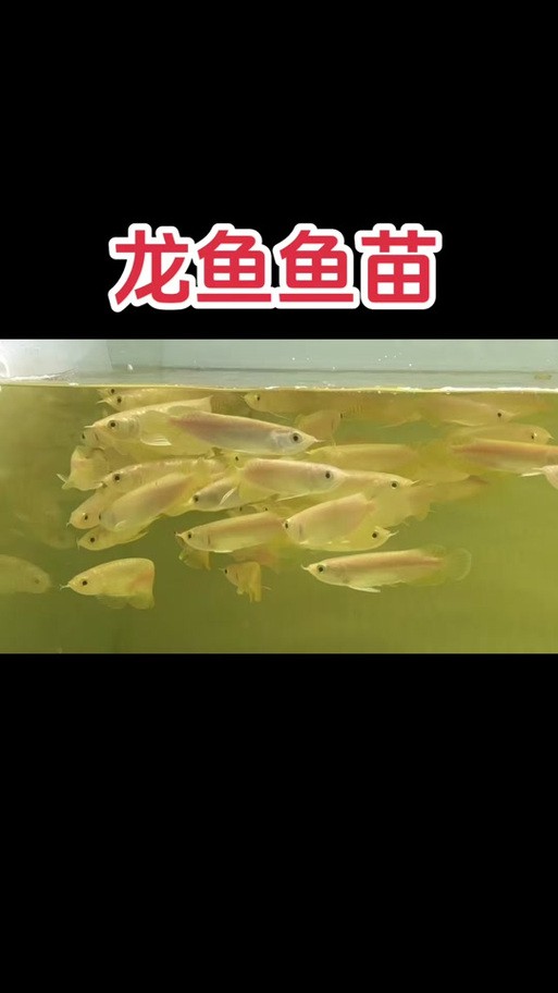 南寧龍魚價格表圖片最新