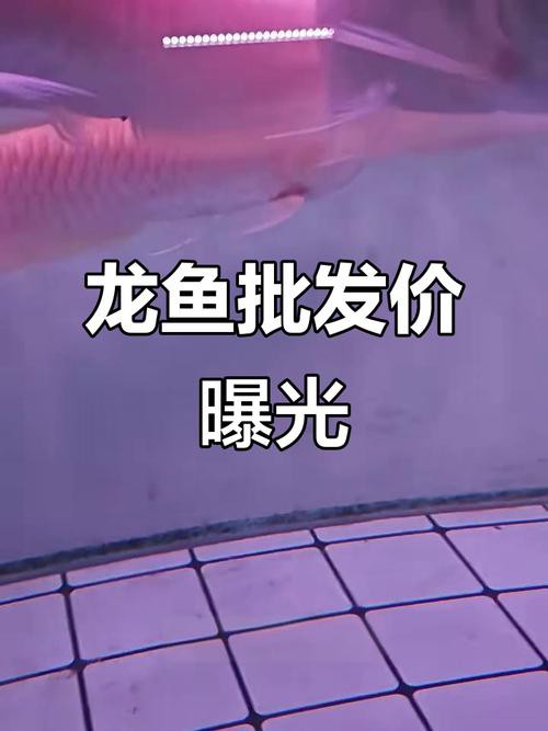 南寧龍魚價格表圖片最新