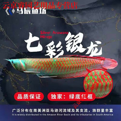 七彩金龍魚圖片大全大圖