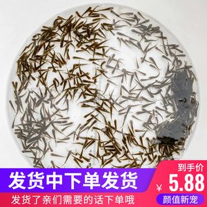 龍魚只吃飼料不吃小魚怎么回事：龍魚拒食怎么辦？ 龍魚只吃飼料不吃小魚怎么回事：龍魚拒食怎么辦？ 龍魚百科 第3張