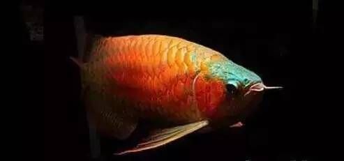 養龍魚的樂趣作文400字三年級：養龍魚的樂趣作文 養龍魚的樂趣作文400字三年級：養龍魚的樂趣作文 龍魚百科 第2張