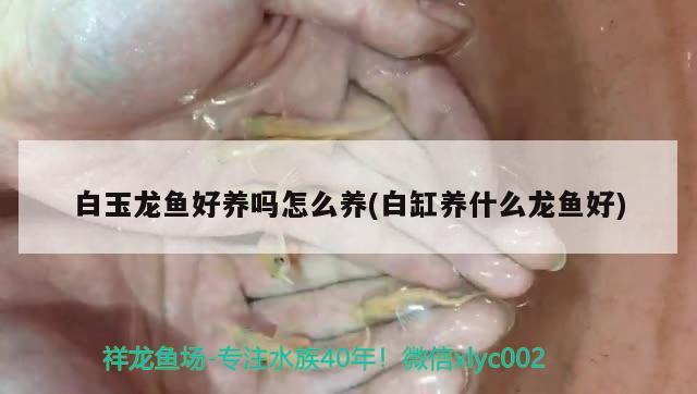 <strong><mark>金牛</mark></strong>區(qū)華彬觀賞魚經(jīng)營部（<strong><mark>金牛</mark></strong>區(qū)華彬觀賞魚經(jīng)營部地址）