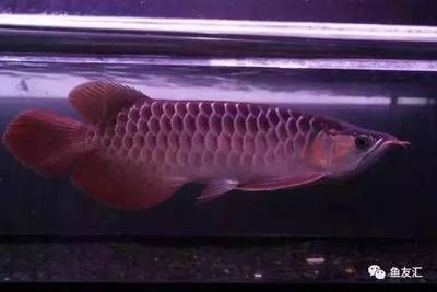 龍魚發(fā)色時間多久換一次：如何判斷龍魚發(fā)色是否正常