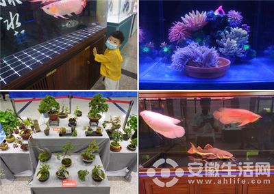 龍魚比賽怎么比賽的（關于龍魚比賽的基本流程）
