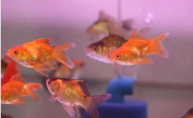 惠利得魚缸（惠利得魚缸用戶評(píng)價(jià)如何,惠利得魚缸適合養(yǎng)哪些魚）