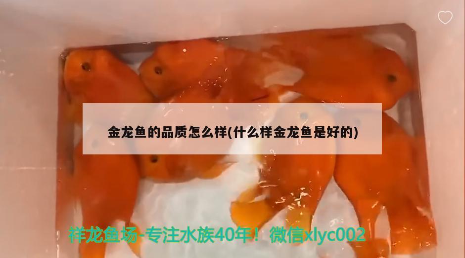 深圳市龍崗區(qū)橫崗魚魚魚缸店