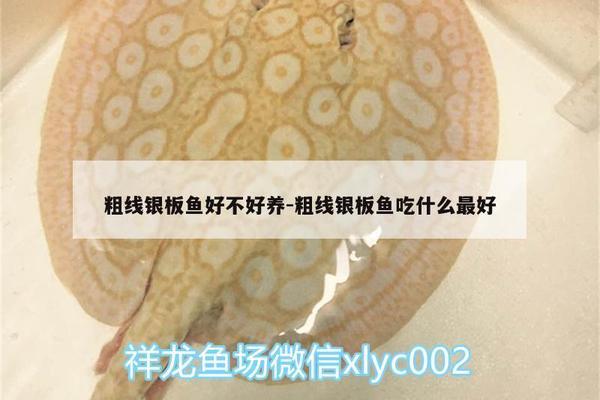 武吉美拉龍魚為什么這么便宜(武吉美拉金龍魚價(jià)格)
