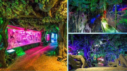 紅龍魚幾年變大紅色（紅龍魚什么時候開始發色紅龍魚發色持續多久）