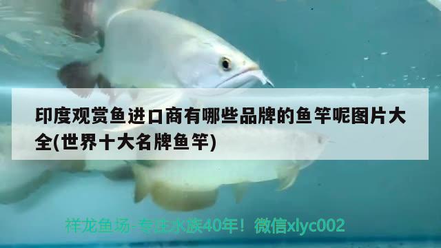 濟南市天橋區金福水族店