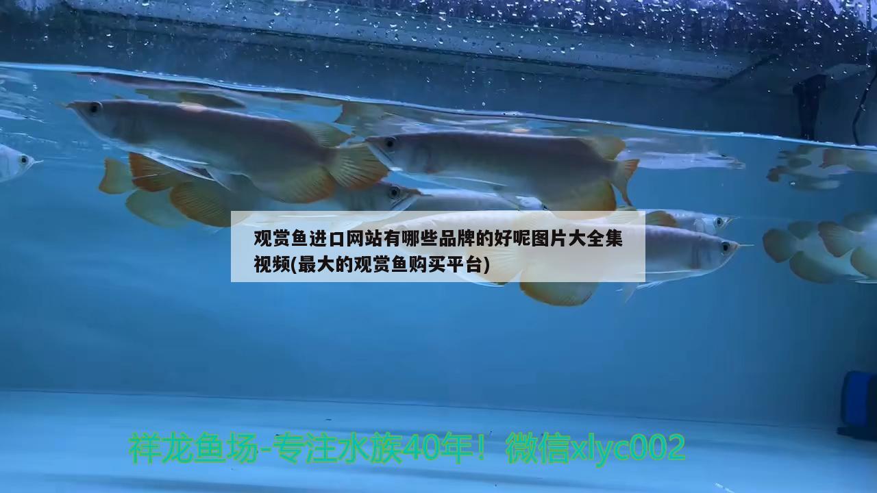 東營區心心寵物店