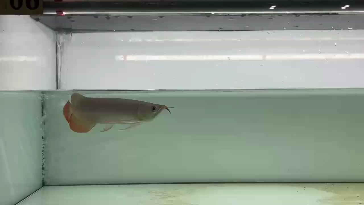 紅龍魚需要每天喂食嗎：紅龍魚需要每天喂食嗎， 紅龍魚需要每天喂食嗎：紅龍魚需要每天喂食嗎， 龍魚百科