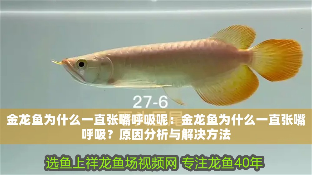 金龍魚為什么一直張嘴呼吸呢：金龍魚為什么一直張嘴呼吸？原因分析與解決方法