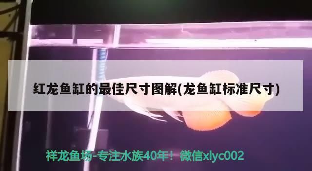 龍魚缸的最佳尺寸圖：關(guān)于龍魚缸的最佳尺寸圖詳情
