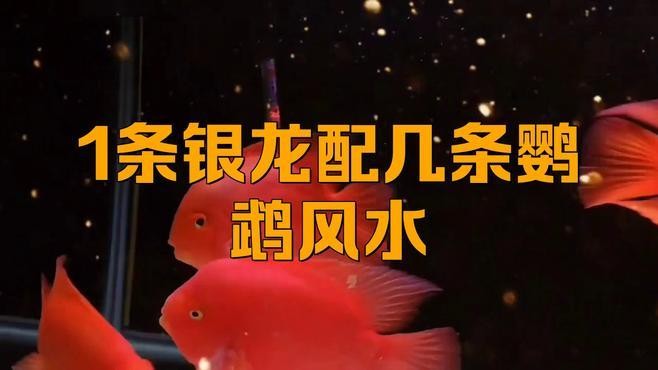 銀龍魚混養(yǎng)的最佳搭配比例是多少？