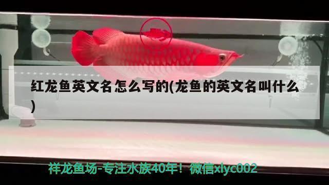 <strong><mark>信宜</mark></strong>市東鎮(zhèn)美茹七彩水族店（<strong><mark>信宜</mark></strong>市東鎮(zhèn)美茹七彩水族店電話）