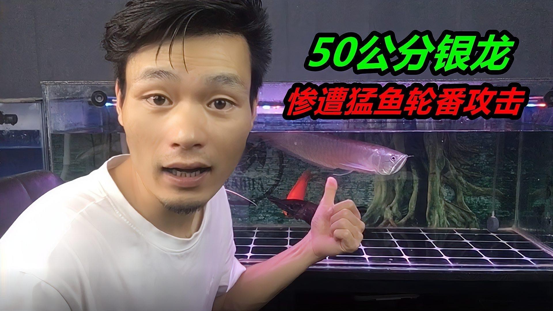 怎么能養(yǎng)好銀龍魚(yú)呢