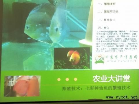 七彩龍魚怎么養(yǎng)？：七彩龍魚的飼養(yǎng)方法及要點(diǎn)
