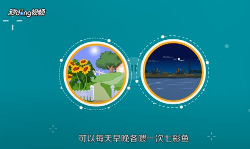 七彩龍魚怎么養(yǎng)？：七彩龍魚的飼養(yǎng)方法及要點(diǎn)